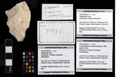 Foto (Objekt + Etikett) von Galatheoidea indet.  (NHMW-GEO-2014-0194-0577a)